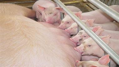 【四川農村日(ri)報】鐵騎力(li)士乳豬料 給小(xiǎo)豬們做香噴噴的(de)飯