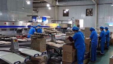 【人(ren)民(mín)日(ri)報】四川100萬元高(gao)品(pin)質(zhi)雞蛋馳援武漢