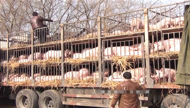 雨潤集(ji)團(tuán)成(cheng)功從(cong)我(wo)公(gōng)司引種1000頭加(jia)係(xi)原種豬